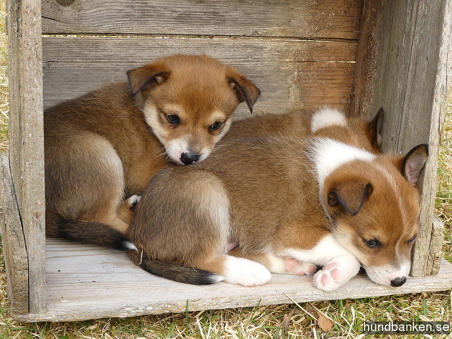 how many puppies are born in a norwegian lundehund litter